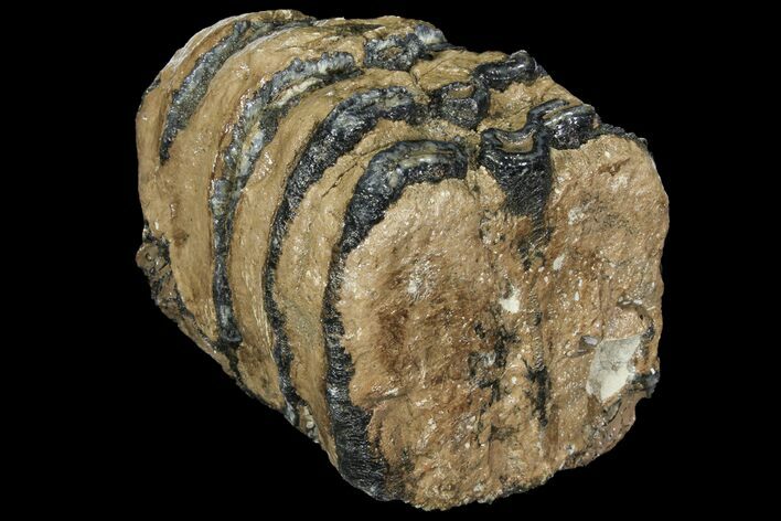 Partial Southern Mammoth Molar - Hungary #111847
